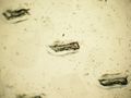 お箸の袋の顕微鏡写真