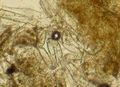 えのき茸の根元の部分の顕微鏡写真